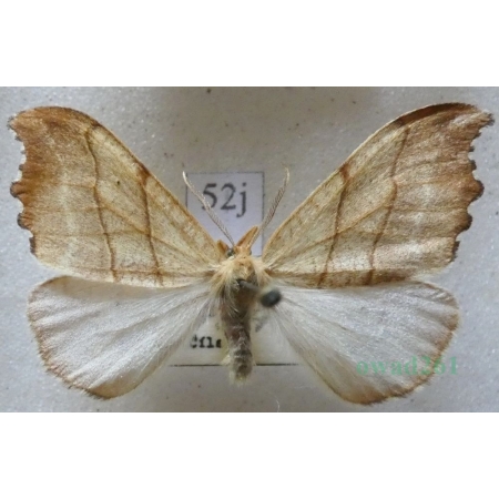 Falcaria lacertinaria (Linnaeus, 1758) male Wycinka jaszczurówka Czech52j